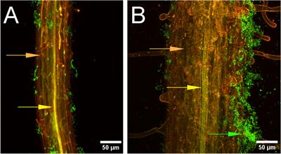 A Bacillus velezensis strain shows antimicrobial activity against soilborne and foliar fungi and oomycetes